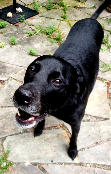 Entry image for Maximus . Clicking this image will show a larger photo