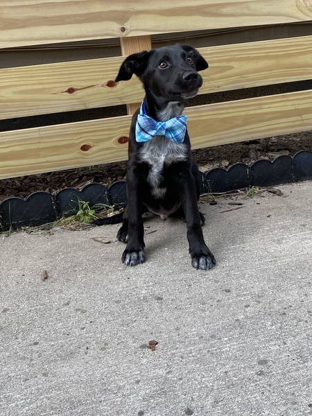 Entry image for Nacho. Clicking this image will show a larger photo