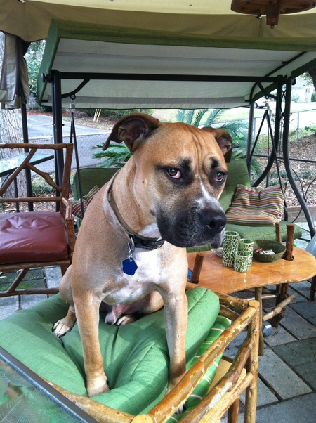 Entry image for Rocky. Clicking this image will show a larger photo