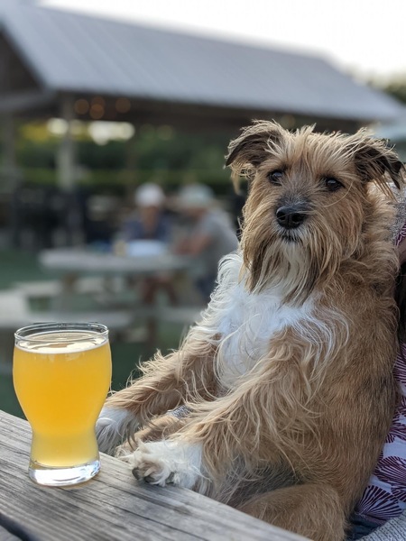 Entry image for Maple. Clicking this image will show a larger photo