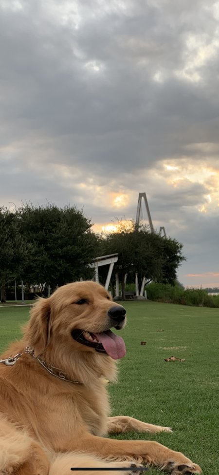 Entry image for Millie. Clicking this image will show a larger photo