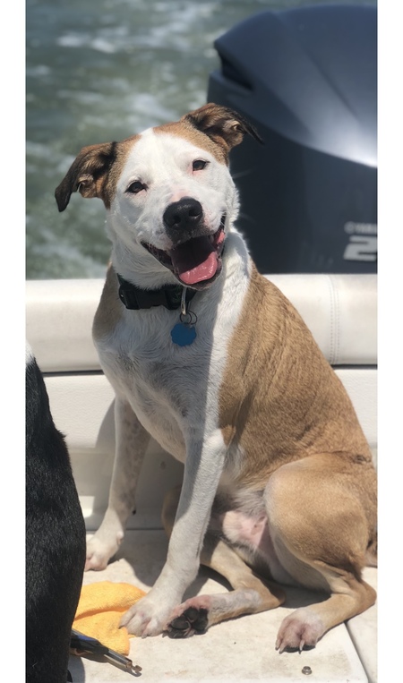 Entry image for Porter. Clicking this image will show a larger photo