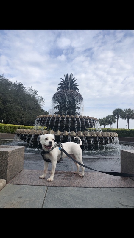 Entry image for Bear. Clicking this image will show a larger photo