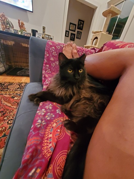 Entry image for Floki. Clicking this image will show a larger photo