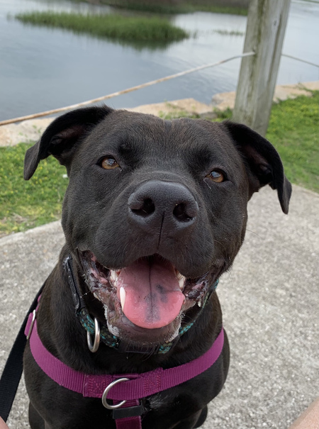 Entry image for Maverick . Clicking this image will show a larger photo