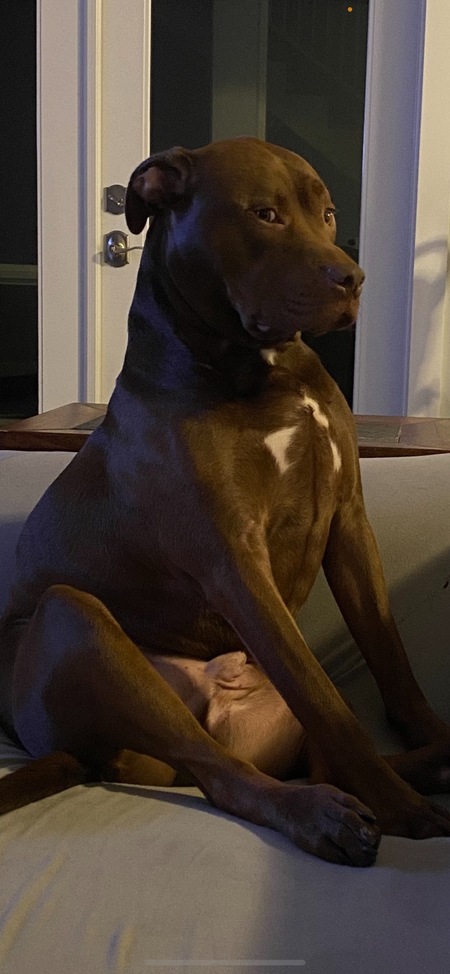 Entry image for Chance. Clicking this image will show a larger photo