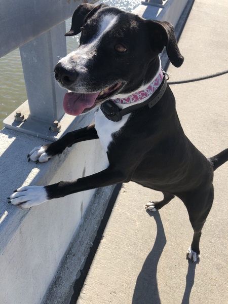 Entry image for Marigold. Clicking this image will show a larger photo