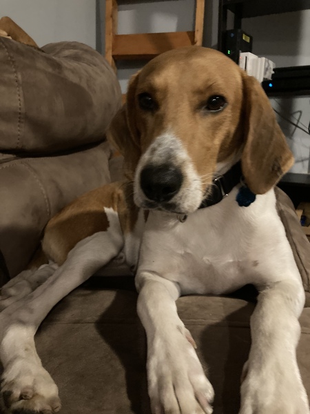 Entry image for Jax. Clicking this image will show a larger photo