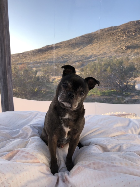 Entry image for Teddy. Clicking this image will show a larger photo