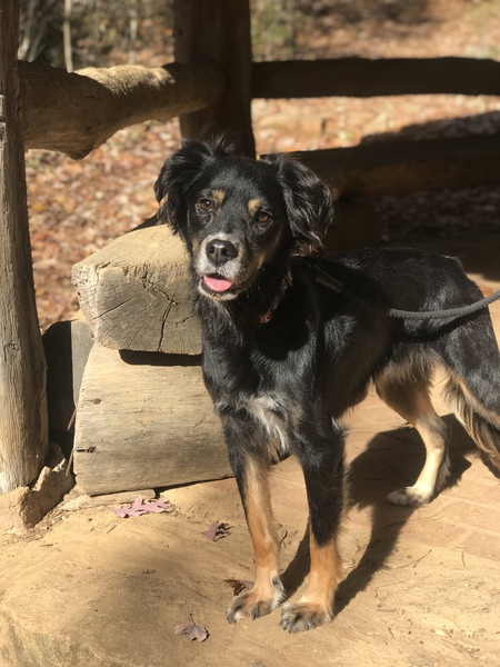 Entry image for Morty. Clicking this image will show a larger photo