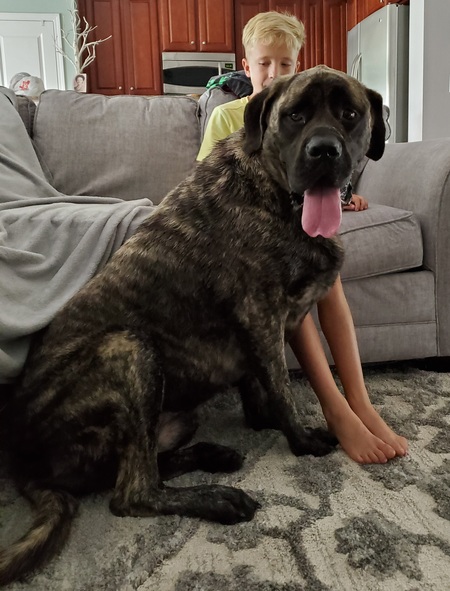 Entry image for Lola. Clicking this image will show a larger photo