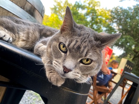 Entry image for Anya. Clicking this image will show a larger photo