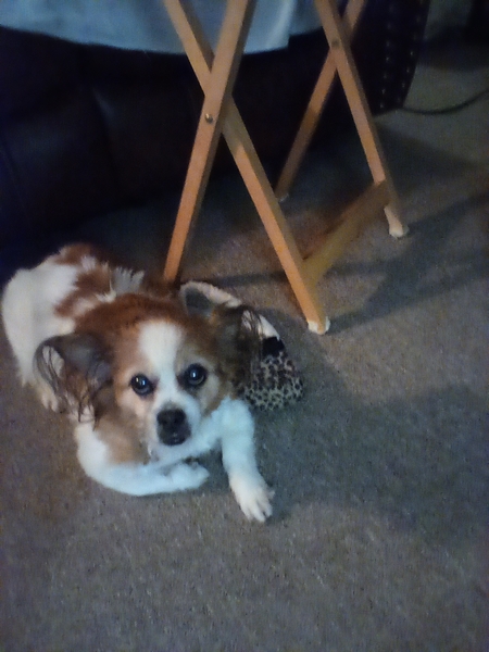 Entry image for Mimi. Clicking this image will show a larger photo