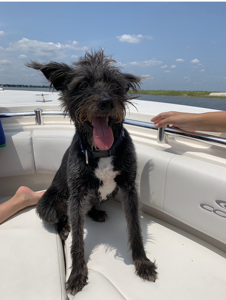 Entry image for Gizmo. Clicking this image will show a larger photo