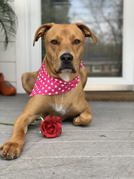 Entry image for Knox. Clicking this image will show a larger photo