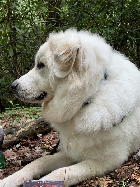 Entry image for Bocephus . Clicking this image will show a larger photo