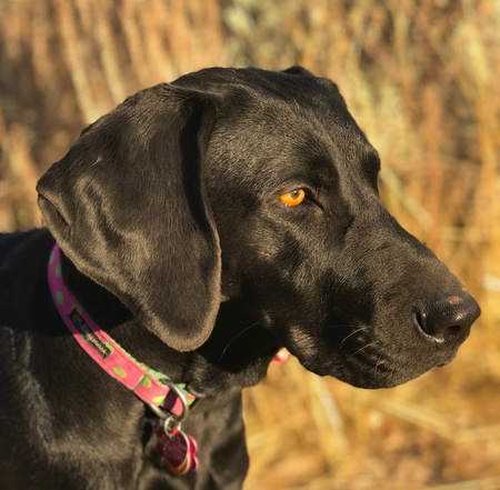 Entry image for Trixie . Clicking this image will show a larger photo