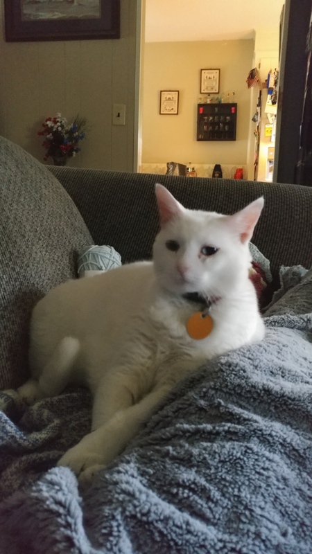 Entry image for Bella. Clicking this image will show a larger photo