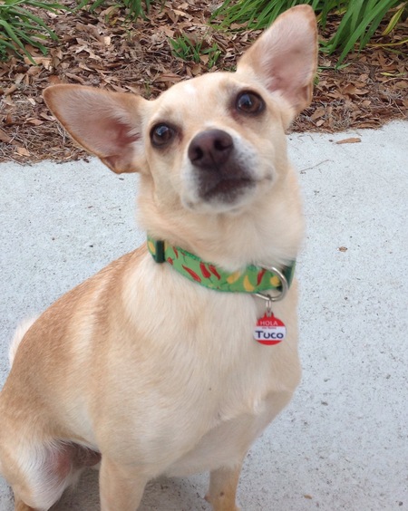 Entry image for Tuco. Clicking this image will show a larger photo