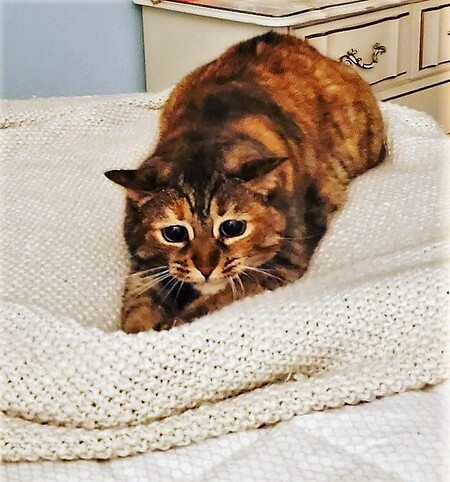 Entry image for Ella . Clicking this image will show a larger photo