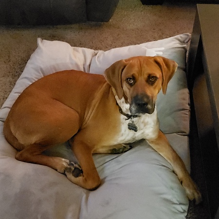 Entry image for Scooby Doo. Clicking this image will show a larger photo