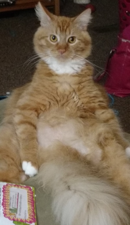 Entry image for Decklan. Clicking this image will show a larger photo