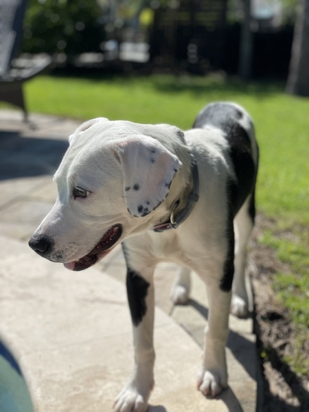 Entry image for Junie B. Brews. Clicking this image will show a larger photo