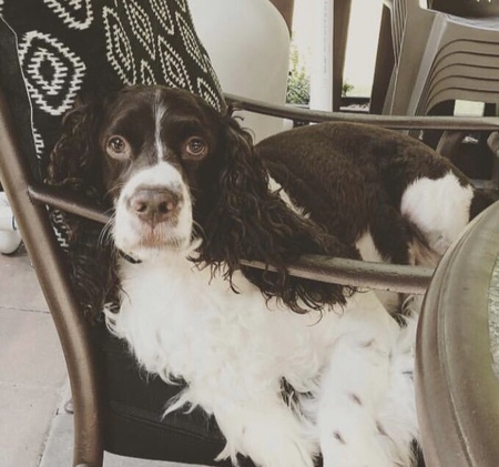 Entry image for Cooper. Clicking this image will show a larger photo