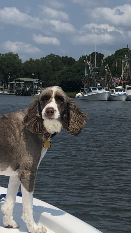 Entry image for Willie. Clicking this image will show a larger photo