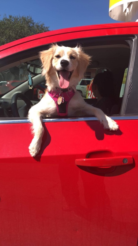 Entry image for Hadley. Clicking this image will show a larger photo