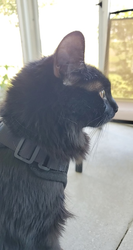 Entry image for Buffy Lunar . Clicking this image will show a larger photo