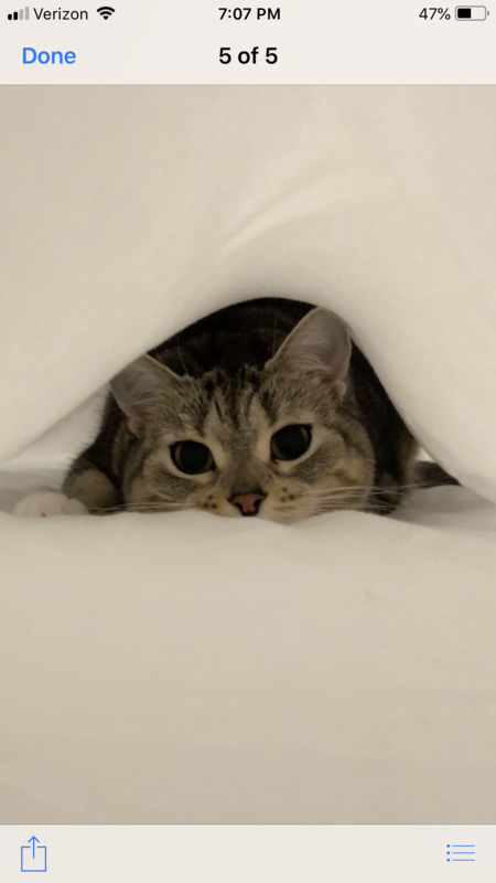 Entry image for Jelly Belly. Clicking this image will show a larger photo