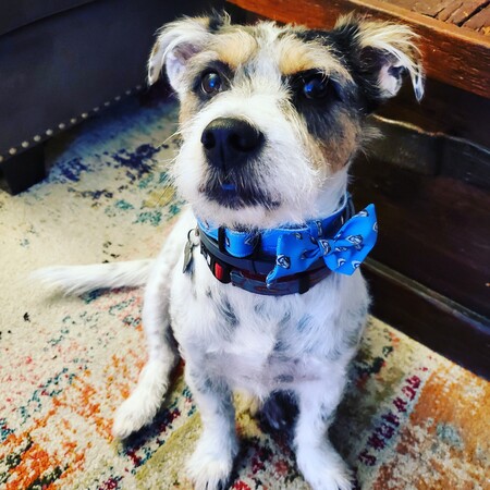 Entry image for Walter . Clicking this image will show a larger photo