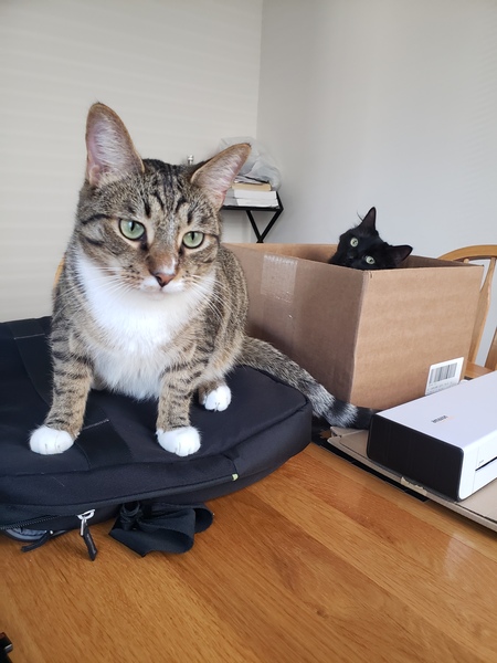 Entry image for Gryffin. Clicking this image will show a larger photo