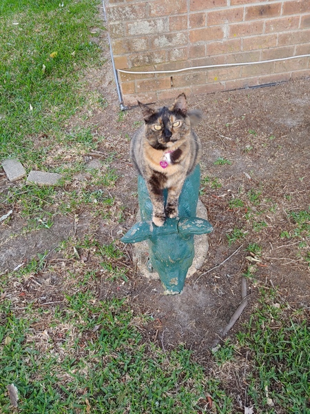 Entry image for Lilly Lacy. Clicking this image will show a larger photo