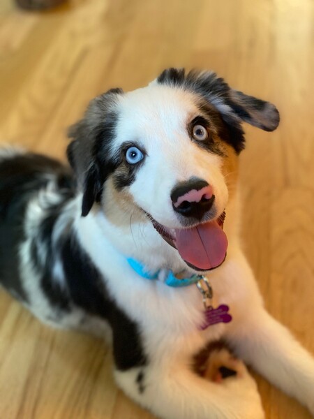 Entry image for Bandit. Clicking this image will show a larger photo