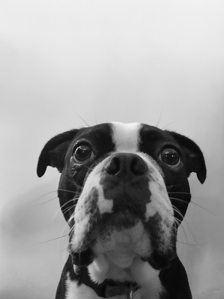 Entry image for Hank. Clicking this image will show a larger photo