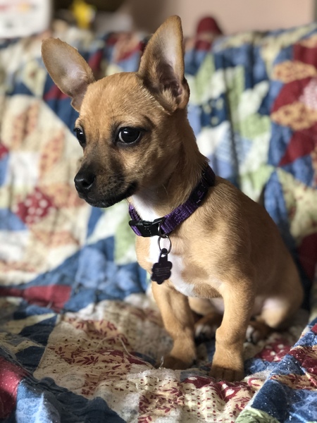 Entry image for Tater Tot. Clicking this image will show a larger photo