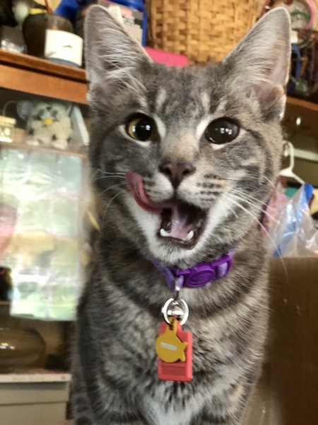 Entry image for Totoro. Clicking this image will show a larger photo