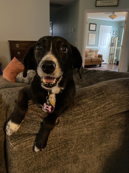 Entry image for Leia. Clicking this image will show a larger photo