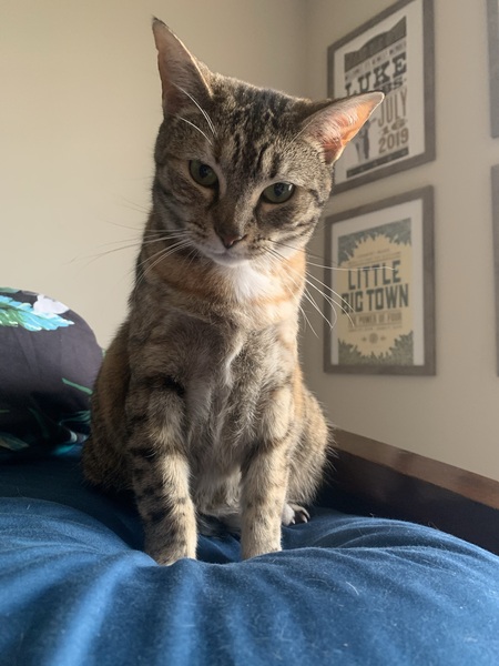 Entry image for Mosaic. Clicking this image will show a larger photo