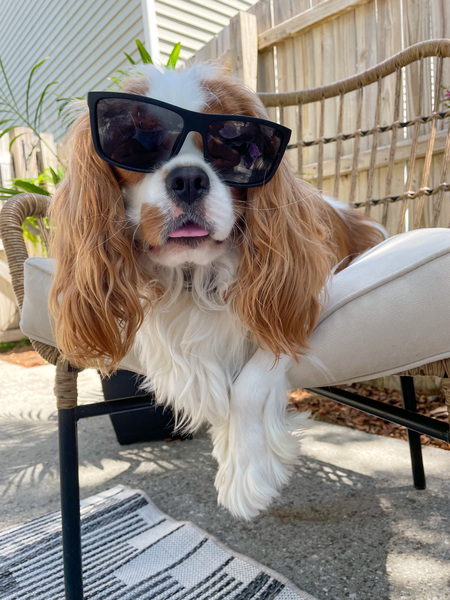 Entry image for Winston . Clicking this image will show a larger photo