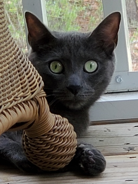 Entry image for Oliver. Clicking this image will show a larger photo