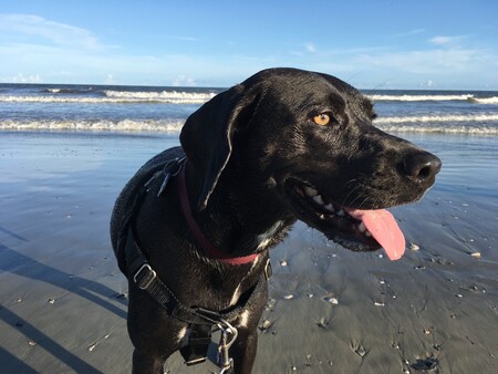 Entry image for Mia. Clicking this image will show a larger photo