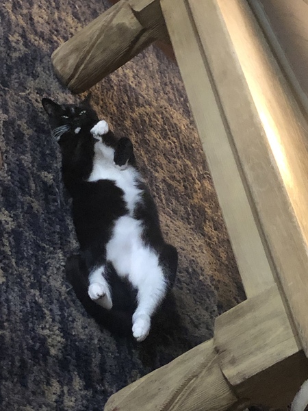 Entry image for Bandit. Clicking this image will show a larger photo