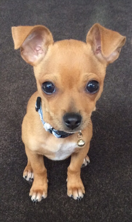 Entry image for Oscar. Clicking this image will show a larger photo