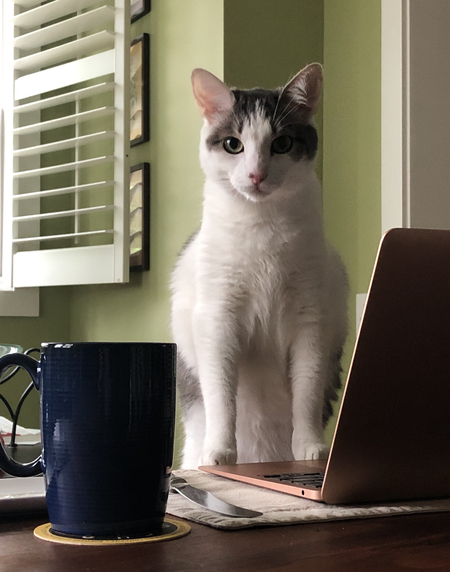 Entry image for Stanley. Clicking this image will show a larger photo