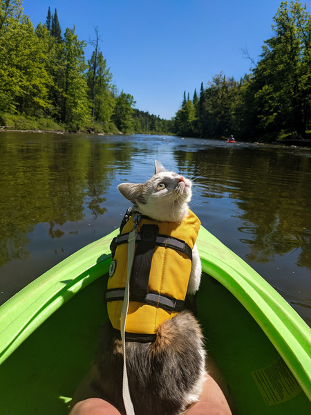 Entry image for Henrietta. Clicking this image will show a larger photo