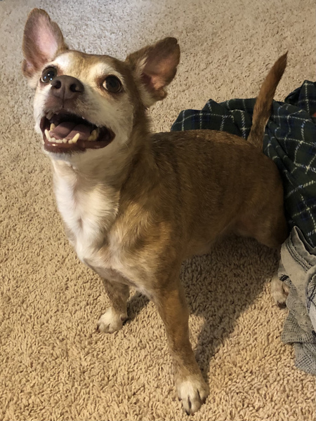 Entry image for Ollie. Clicking this image will show a larger photo