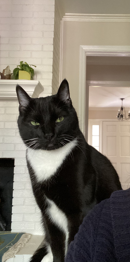 Entry image for Beastie Boy. Clicking this image will show a larger photo